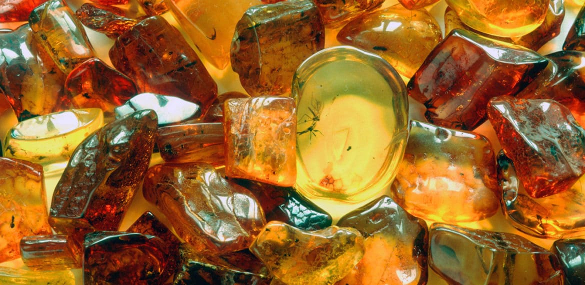 Prehistoric inclusions, such as insects and plants are often found in Baltic Sea amber