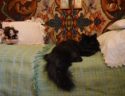 Resident cat of the Zwierzyniec House