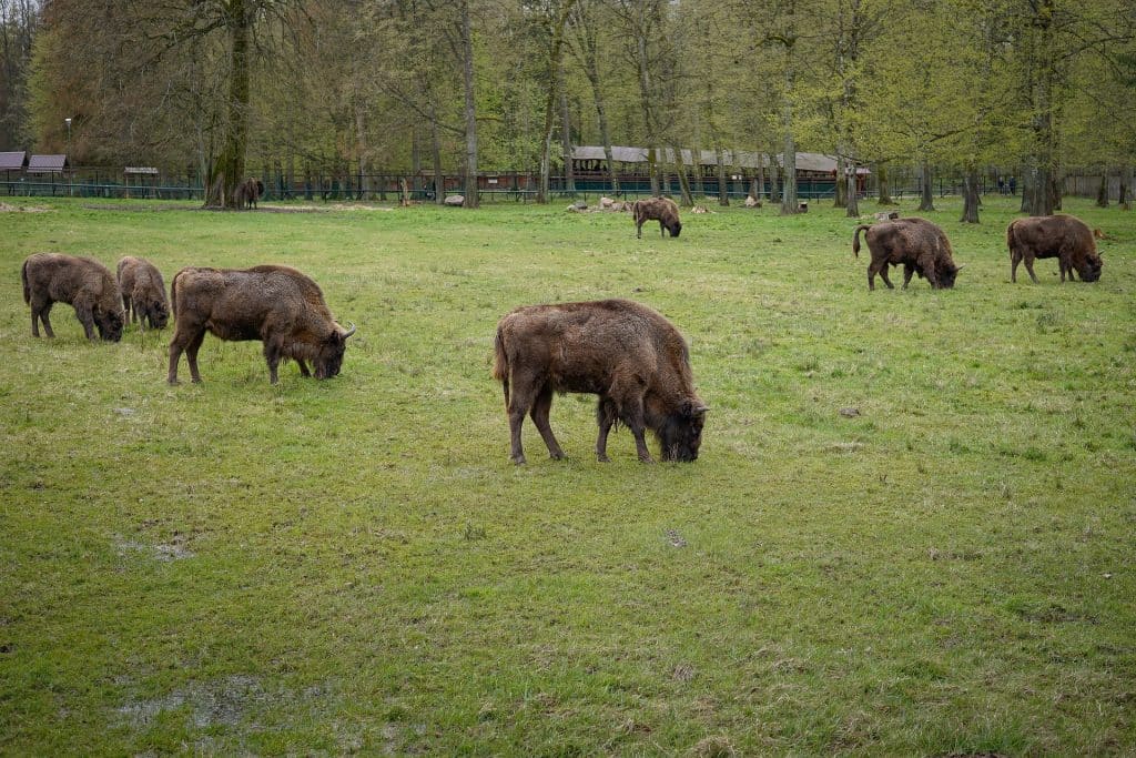 Bisons in the Białowieża National Park