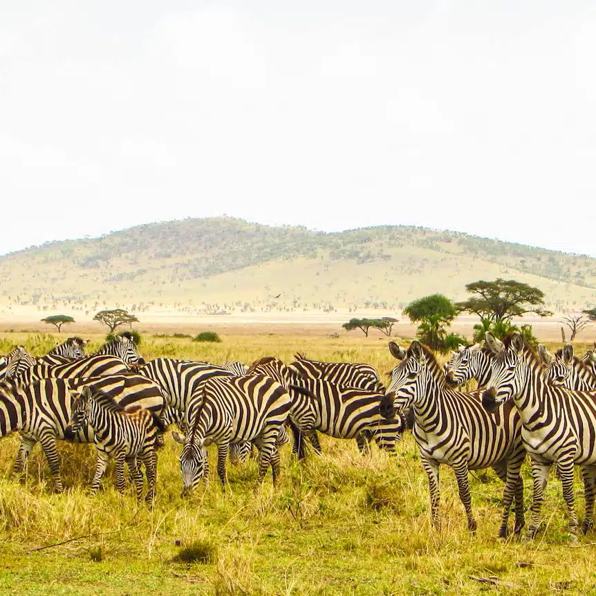 Zebras on the Serengeti savannah. Serengeti National Park in Tanzania is considered one of the most beautiful places in the world.